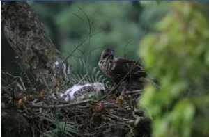 Garda Nusantara: Seekor Elang Jawa Lahir di TNGHS, Namanya Membawa Harapan Baru untuk Konservasi