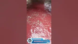 Kolam Ikan Merah di Pagar Alam: Penyebab Mengejutkan Terungkap!