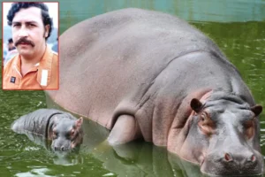 Kolombia Akan Bunuh 80 Kuda Nil Liar Warisan Pablo Escobar: Kontroversi dan Dampak Lingkungan