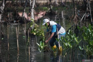 Mengejutkan! Polda Banten Tanam 1.000 Mangrove di Cilegon, Cara Cegah Abrasi yang Bikin Pantai Lebih Hijau