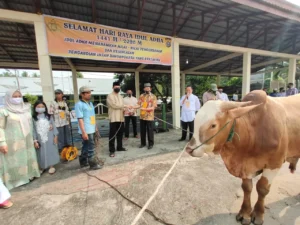 Mengungkap Rahasia Dharma Jaya: 900 Ekor Sapi Halal Siap Idul Adha 1447 H yang Sehat dan Terjamin!