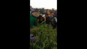 Petani Lansia Tewas Tersambar Petir Usai Istirahat Usai Tanam Padi di Hujan Badai Grobogan