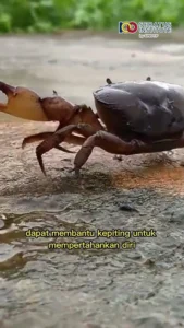 Terungkap! Mengapa Kepiting Berjalan Menyamping? Ilmuwan Jelaskan Evolusi 200 Juta Tahun Lalu yang Mengejutkan