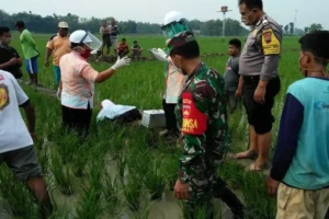 Tragedi di Sawah Grobogan: Siti Aminah Tewas Saat Istirahat Usai Tanam Padi di Tengah Hujan Badai