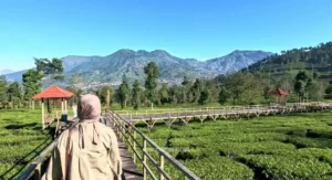 5 Wisata Kebun Teh Kekinian di Jawa Tengah yang Punya Wahana Seru