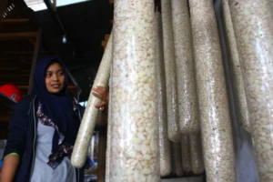 Harga Kedelai Naik: Apa yang Membuat Ukuran Tempe di Yogya Dibuat Lebih Kecil?