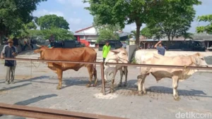 Jelang Idul Adha: Kapolres Klaten Pantau Pasar Hewan Jatinom