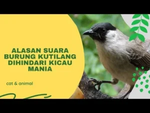 Kicau Mania dan Faedah Suara Burung bagi Kesehatan Mental