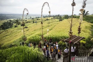 Kunjungan Wisatawan ke Jatiluwih Bali Melonjak 300% Saat Long Weekend Kenaikan Yesus Kristus: Apa Faktor Utamanya?