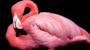 Mengapa Flamingo Berwarna Pink? Ternyata Ini Rahasia di Balik Bulunya