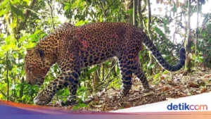 Mengapa Induk Macan Tutul Sembunyikan Bayinya di Kebun Tebu? Risiko yang Tersembunyi