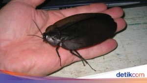 Partai Kecoak di India: Fenomena Unik Akibat Lancang Mulut Pejabat