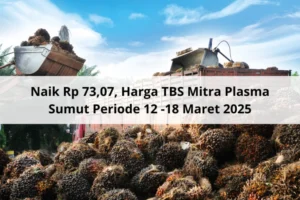 Petani Plasma Tak Semua Pabrik Tekan Harga TBS, Ini Faktanya