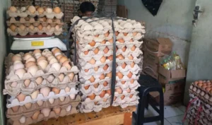 Peternak Ungkap Dampak MBG pada Daging Ayam dan Telur