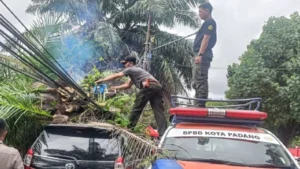 Pohon Tumbang di Jalur Padang-Painan: BPBD Padang Evakuasi dengan Cepat