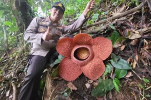 Rafflesia Arnoldii Mekar Sempurna di Rejang Lebong: Fenomena Langka
