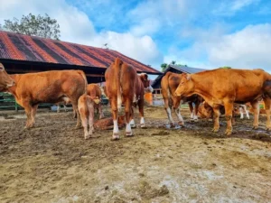 Sentuhan Modal BRI: Membuat BHK Farm Jadi Peternakan Sapi Premium