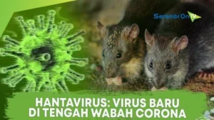 Wabah Hantavirus di Kapal Ekspedisi Hondius: Risiko Penularan dan Pencegahan