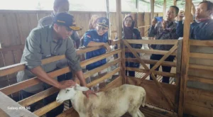 Warga Brebes Mencari Alternatif Kurban di Rumah Potong Hewan, Apa Alasannya?