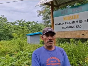 3 Tahun Program Mangrove NHM di Kao Efektif Pulihkan Ekosistem Pesisir: Sukses dengan Tingkat Keberhasilan 90%