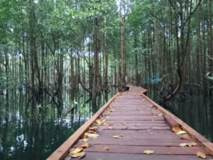 Bontang Mangrove Park: Destinasi Wisata Konservasi di Kaltim yang Mengagumkan