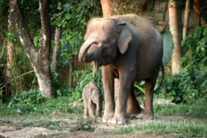 Gajah Sumatra Lahir di Lembah Hijau Lampung, Sejarah Baru Konservasi: Apa itu?