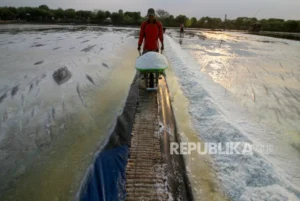 Gangguan Produksi Garam di Cirebon: Bagaimana Hujan Mempengaruhi Industri Garam