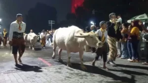 Mengenal Kirab Malam 1 Suro: Keraton Solo Keluarkan 14 Pusaka dan 3 Kebo Bule