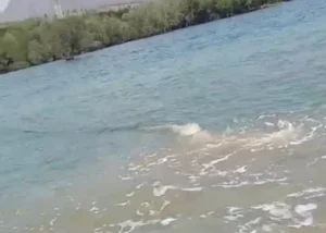 Nelayan di Situbondo Temukan Pipa Pembuangan di Laut Khawatir Limbah Berbahaya, Apa yang Terjadi?