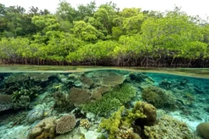 Tiga Tahun Program Mangrove NHM di Kao: Inovasi Ekosistem Pesisir yang Mengubah Masa Depan