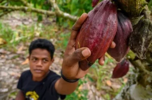 Australia Bidik Lebih Banyak Impor Kakao dan Cokelat dari Indonesia