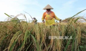 Bulog Indramayu Serap 156 000 Ton Gabah Rekor Tertinggi Sepanjang Sejarah: Apa Kunci Suksesnya?