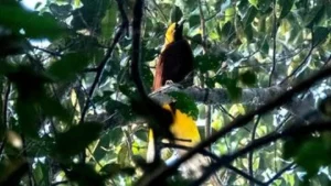 Burung Dilindungi di Papua Dijual via Facebook, Satu Orang Ditangkap: Risiko Perdagangan Satwa Liar yang Meningkat