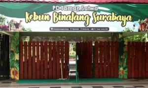 Fakta-fakta Korupsi Kebun Binatang Surabaya Eks Dirut Tersangka: Apa yang Terjadi?