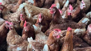 Ibu-Ibu KWT di Sleman Menghasilkan Telur Omega-3 dengan Sistem Peternakan Cage-Free