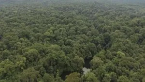 Kasus Perambahan Taman Nasional Bukit Barisan Selatan: Ancaman Konservasi yang Meningkat