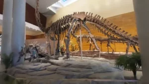 Kemenbud Resmikan Tahir Solo Museum: Fosil Asli Omeisaurus dari China Ternyata Bukan Sekadar Attraction