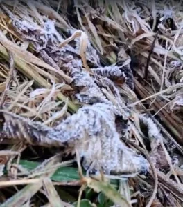 Mengapa Embun Upas Selimuti Kawah Ijen Suhu Anjlok hingga 2 Derajat?