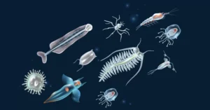 Mengapa Plankton Laut Berperan Jauh Lebih Besar dalam Pembentukan Awan?