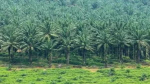 Mengelola Kebun Sawit Luas, Laba Agrinas Palma Nusantara Hanya Rp27,9 Miliar?