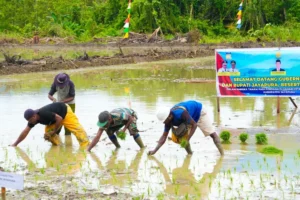 Mentan Pimpin Proyek Cetak Sawah Raksasa di Papua