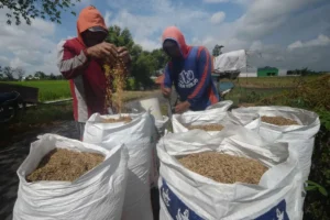 Penyerapan Beras Pemerintah: Mengapa 3,3 Juta Ton Tiba di Tangan?