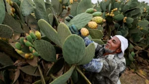 Petani Tangkal Krisis Air dengan Kaktus