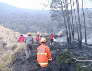 921 Hektare Lahan di Bromo Terbakar Selama 9 Hari: Cuaca Jadi Kendala Pemadaman