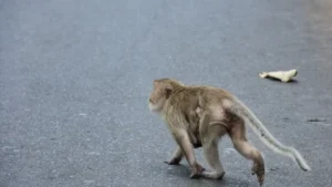Dua Monyet Diikat di Tiang Listrik: Pemprov Sebut Topeng Monyet