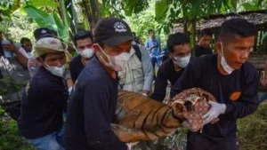 Foto Harimau Sumatra Dievakuasi Usai Makan Ternak Warga, Apa Saja yang Terjadi?