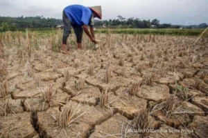 Gradasi El Nino Berdampak Luar Biasa: Apa yang Perlu Kamu Tahu