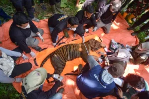 Harimau Sumatera di Agam Berhasil Dievakuasi: Ternak Warga Aman