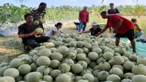 Kanwil Ditjen Imigrasi Jambi Panen Enam Ton Melon di Tengah Kemarau