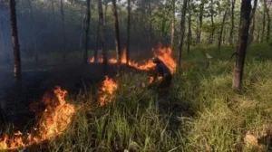 Karhutla di Bangka Tengah: 118 Hektare Lahan Terbakar Juli-Agustus 2026